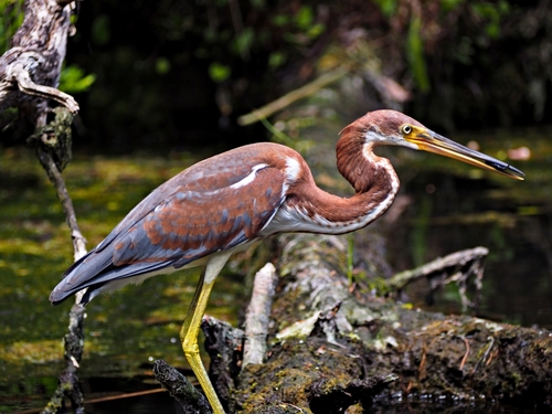 Tricolored Heron