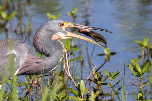 Tricolored Heron