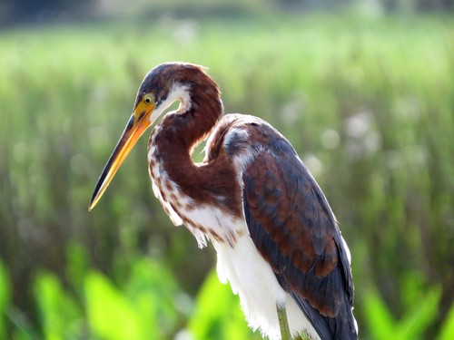 Tricolored Heron