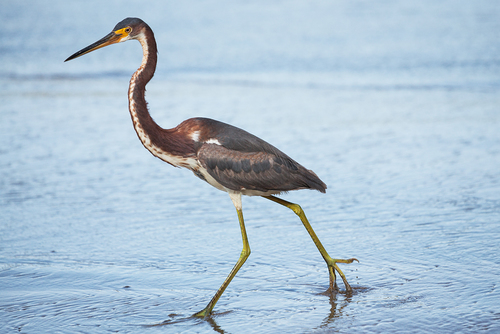 Tricolored Heron