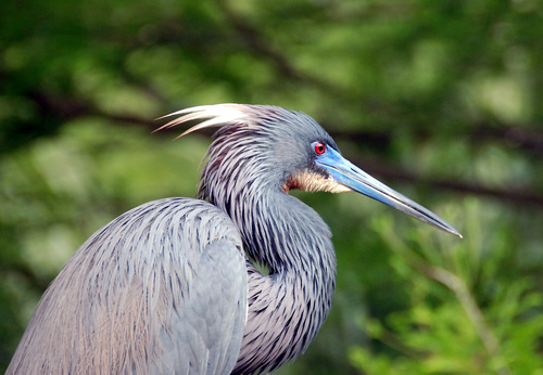 Tricolored Heron