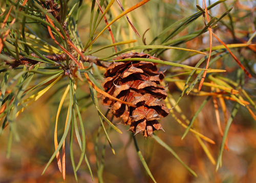 Virginia pine