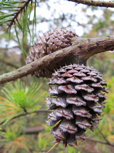 Virginia pine