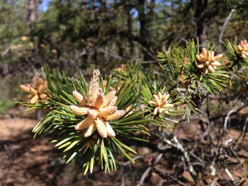 Virginia pine