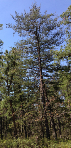 Virginia pine