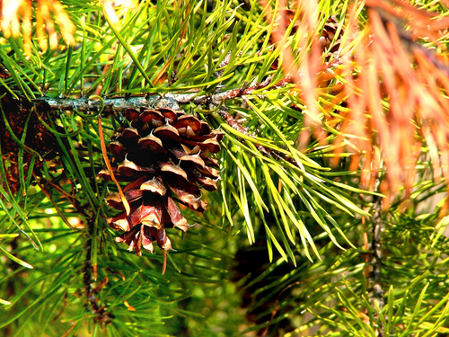 Virginia pine