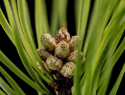 Virginia pine