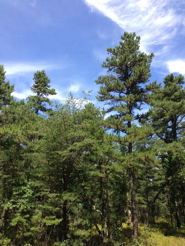 Virginia pine