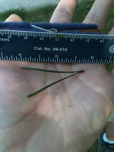 Virginia pine