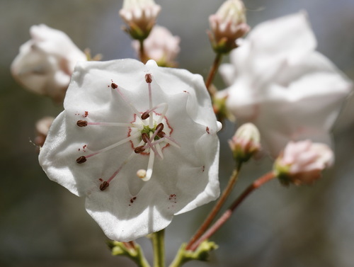 mountain laurel