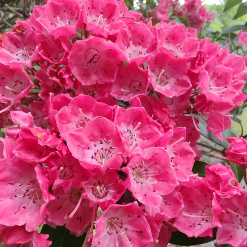 mountain laurel