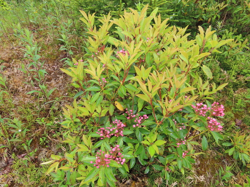 mountain laurel
