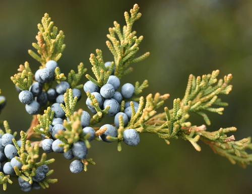 eastern redcedar