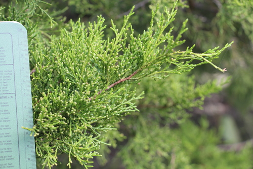 eastern redcedar