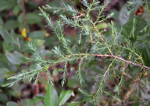 eastern redcedar