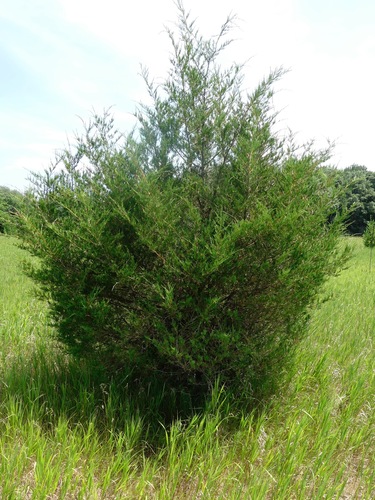 eastern redcedar
