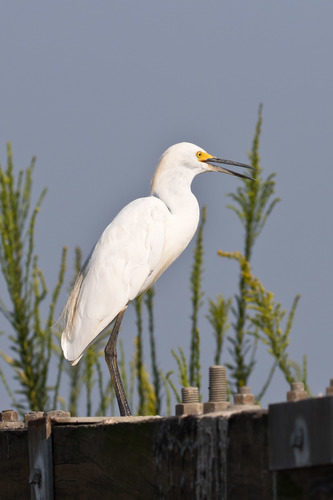 Snowy Egret