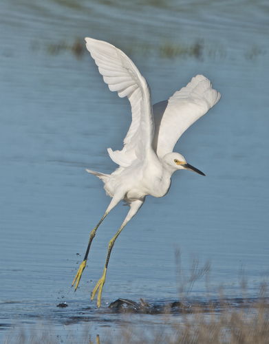 Snowy Egret