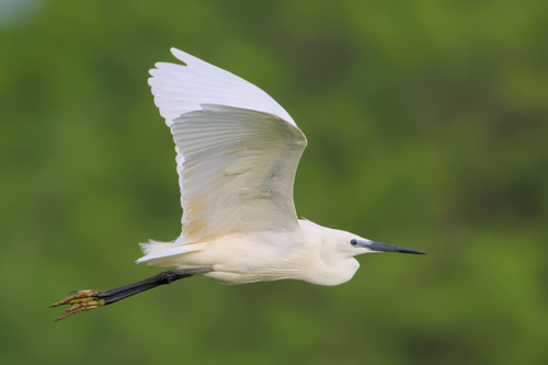 Little Egret