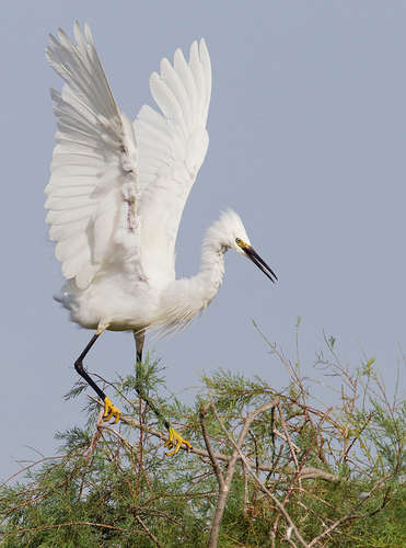 Little Egret
