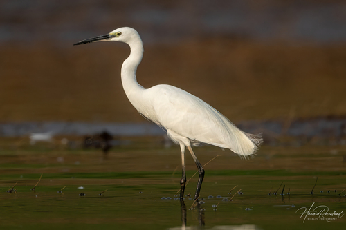 Little Egret