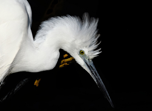 Little Egret