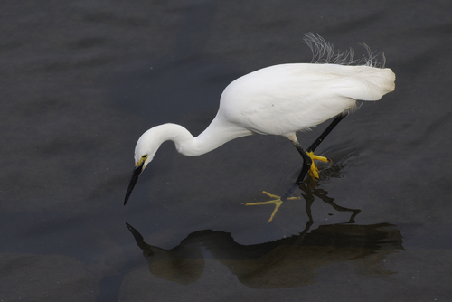 Little Egret