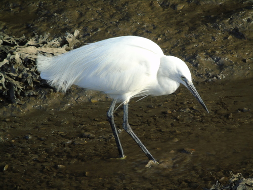 Little Egret