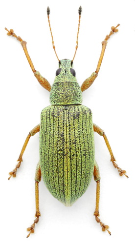 Green Immigrant Leaf Weevil