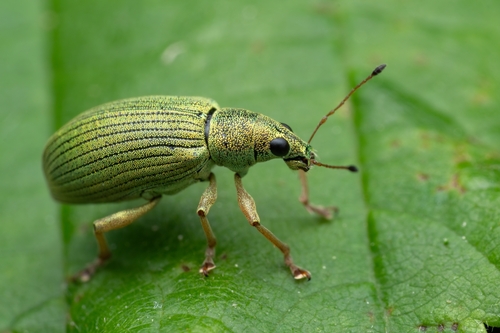 Green Immigrant Leaf Weevil