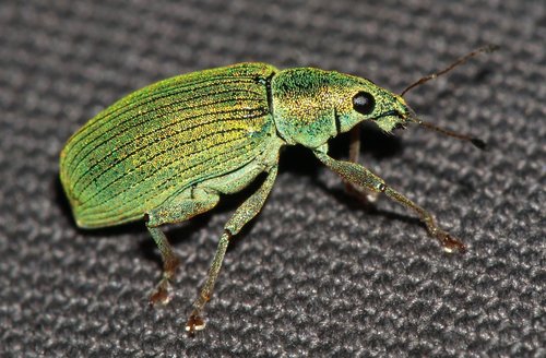 Green Immigrant Leaf Weevil