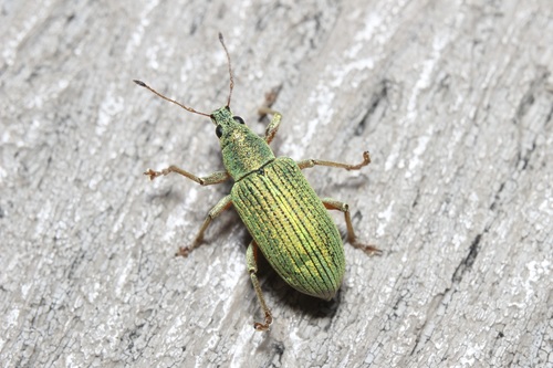 Green Immigrant Leaf Weevil