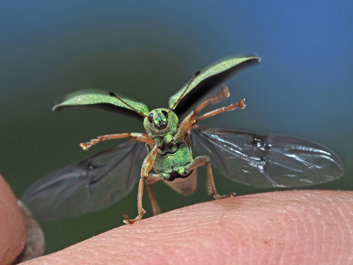 Green Immigrant Leaf Weevil