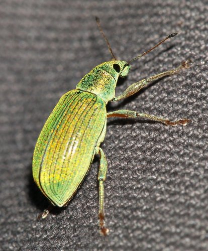 Green Immigrant Leaf Weevil