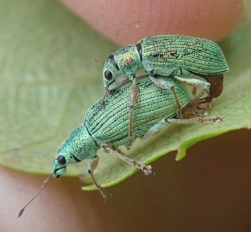 Green Immigrant Leaf Weevil