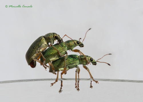 Green Immigrant Leaf Weevil