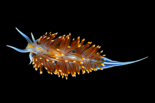 Opalescent Nudibranch