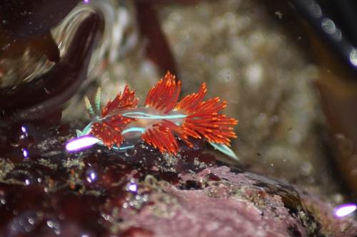 Opalescent Nudibranch