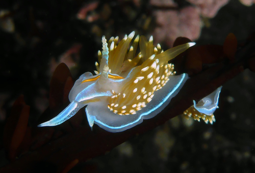 Opalescent Nudibranch