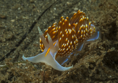 Opalescent Nudibranch