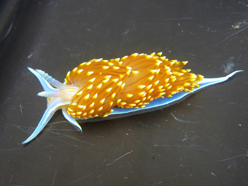 Opalescent Nudibranch