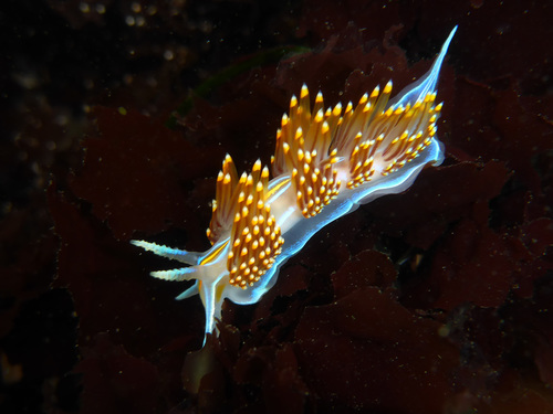 Opalescent Nudibranch