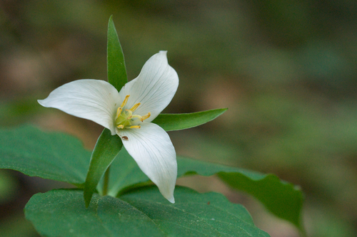 Pacific trillium