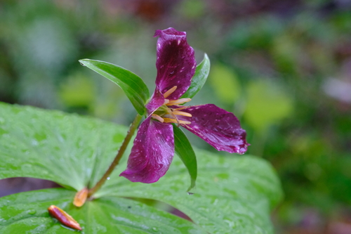 Pacific trillium