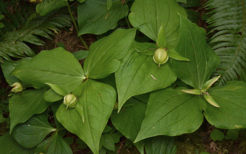 Pacific trillium