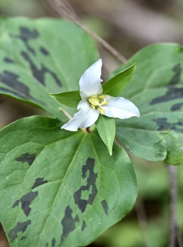 Pacific trillium
