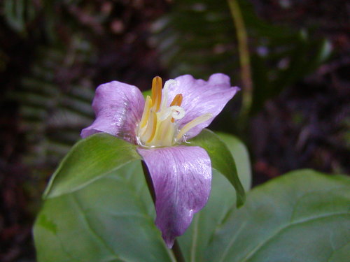 Pacific trillium