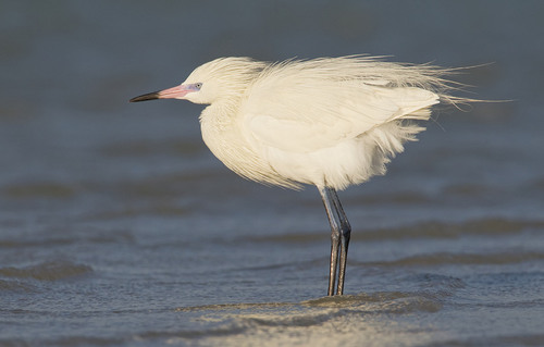 Reddish Egret