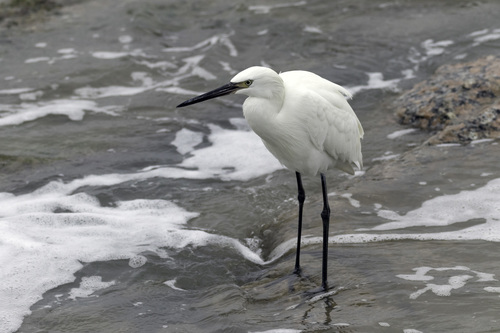 Reddish Egret