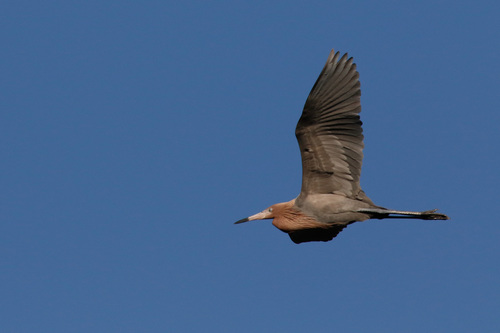 Reddish Egret